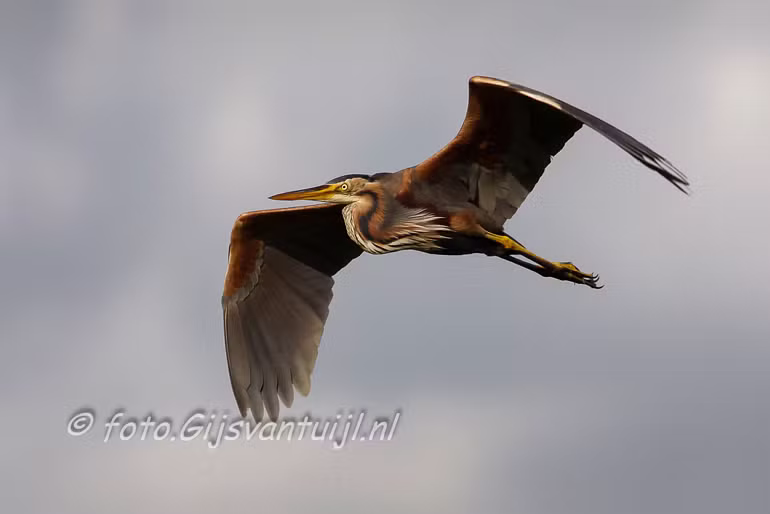 Purper Reiger Ameide 2008